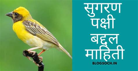 sugran bird|sugran bird information in marathi.